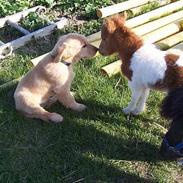 Golden retriever simba