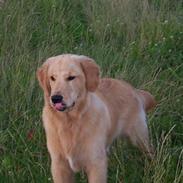 Golden retriever simba