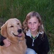 Golden retriever simba