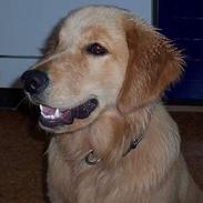 Golden retriever simba