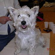 West highland white terrier Sandi