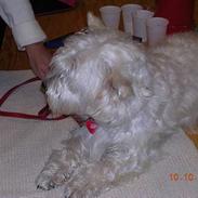 West highland white terrier Sandi