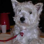 West highland white terrier Sandi