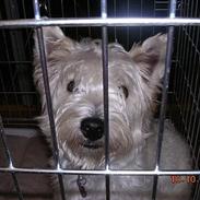 West highland white terrier Sandi