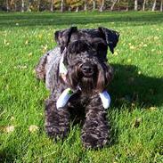 Dvaergschnauzer Lucas