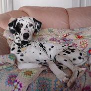 Dalmatiner Pongo