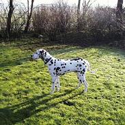 Dalmatiner Pongo