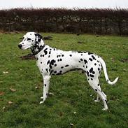 Dalmatiner Pongo