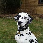 Dalmatiner Pongo