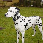 Dalmatiner Pongo