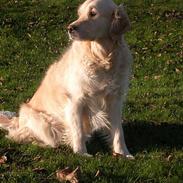 Golden retriever Fair Lady Laura - Bella †