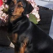 Blanding af racer Tanni (død)