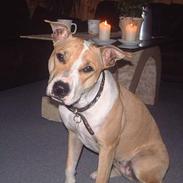 Amerikansk staffordshire terrier Siff