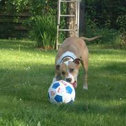 Amerikansk staffordshire terrier Siff