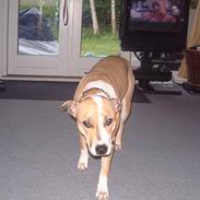 Amerikansk staffordshire terrier Siff