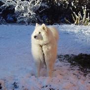 Samojedhund Balto