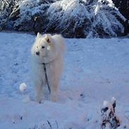 Samojedhund Balto