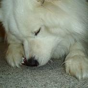 Samojedhund Balto