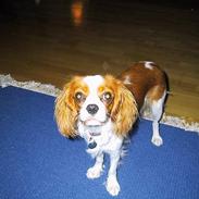 Cavalier king charles spaniel  - Poggi