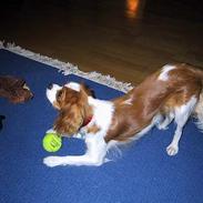 Cavalier king charles spaniel  - Poggi