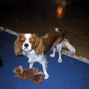 Cavalier king charles spaniel  - Poggi