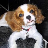 Cavalier king charles spaniel  - Poggi