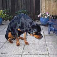 Rottweiler Zacho