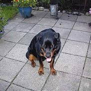 Rottweiler Zacho