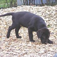 Labrador retriever Hannibal