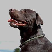 Labrador retriever Hannibal