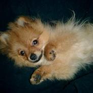 Pomeranian Stitch