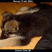Schæferhund Lille-Noller Roscoe