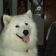 Samojedhund Balto
