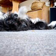 Chinese crested powder puff Milo