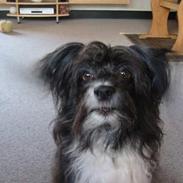 Chinese crested powder puff Milo