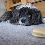 Chinese crested powder puff Milo