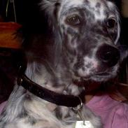 Engelsk setter Molte