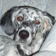 Engelsk setter Molte