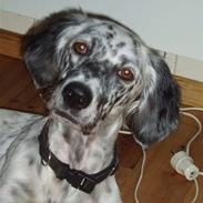 Engelsk setter Molte