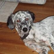 Engelsk setter Molte