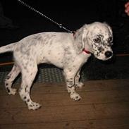 Engelsk setter Molte