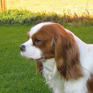 Cavalier king charles spaniel Hans Jørgen