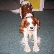 Cavalier king charles spaniel Hans Jørgen