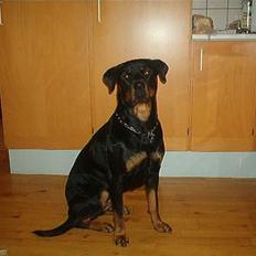 Rottweiler bella