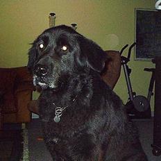 Newfoundlænder mozart