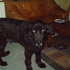 Newfoundlænder mozart