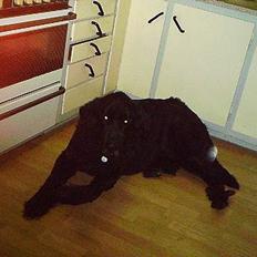 Newfoundlænder mozart