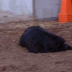 Newfoundlænder Black Houdini´s "Fuller"