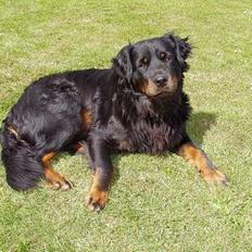 Rottweiler Chang