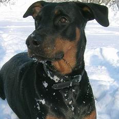 Blanding af racer Rosa *RIP* - 20/04/10